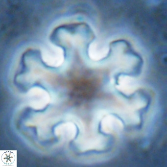 Discoaster emblematicus VR 17260