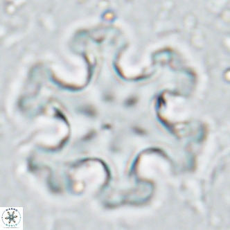Discoaster emblematicus VR 17263