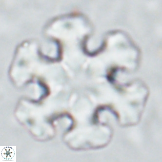 Discoaster emblematicus VR 17264