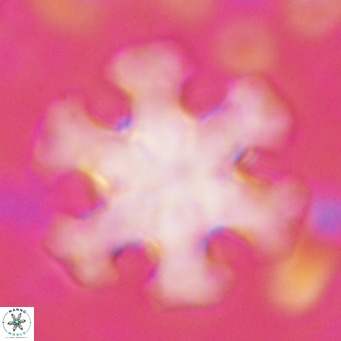 Discoaster emblematicus VR 17265