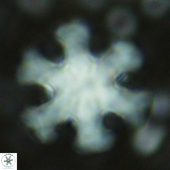 Discoaster emblematicus VR 17266