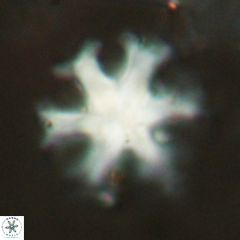 Discoaster emblematicus VR 17796