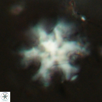 Discoaster emblematicus VR 17798