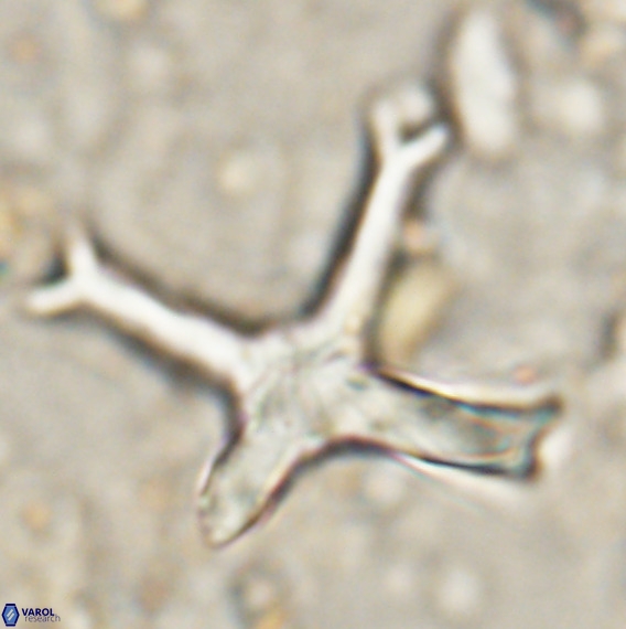Discoaster eminehinigazeae VR 025663