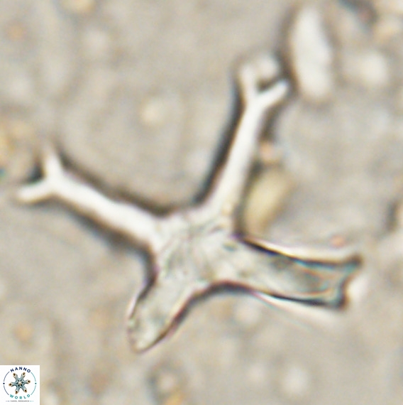 Discoaster eminehinigazeae VR 025663