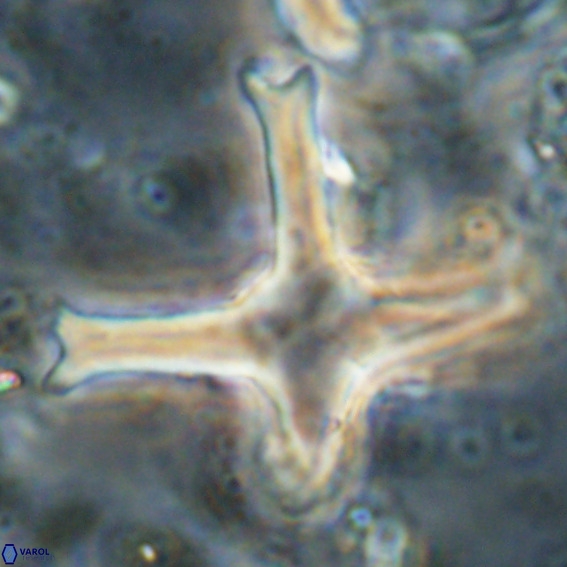 Discoaster eminehinigazeae VR 025666