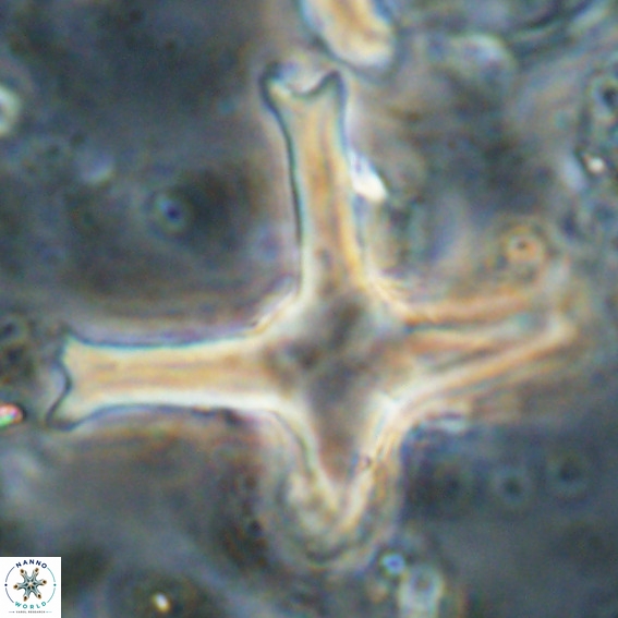 Discoaster eminehinigazeae VR 025666