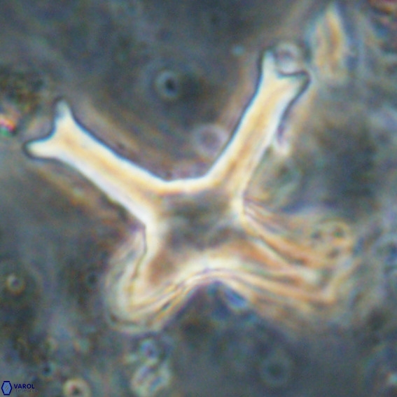 Discoaster eminehinigazeae VR 025667