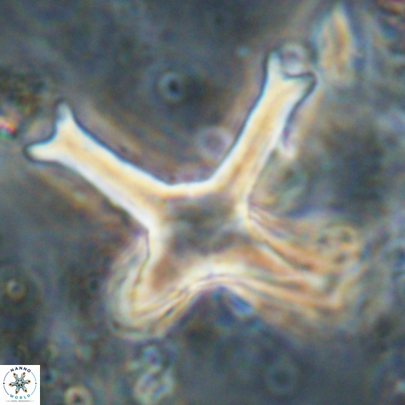 Discoaster eminehinigazeae VR 025667