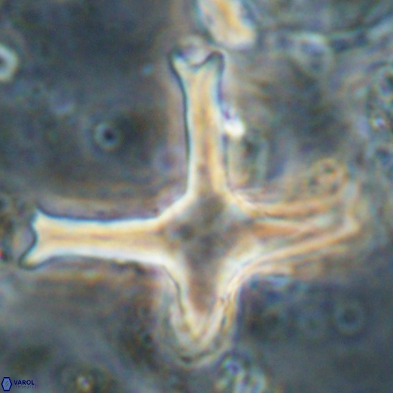 Discoaster eminehinigazeae VR 025668
