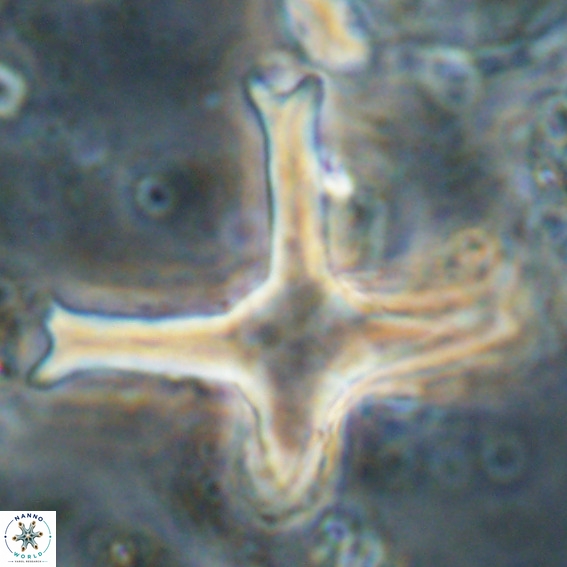 Discoaster eminehinigazeae VR 025664