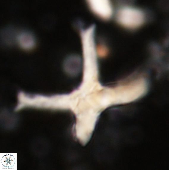 Discoaster eminehinigazeae VR 025664