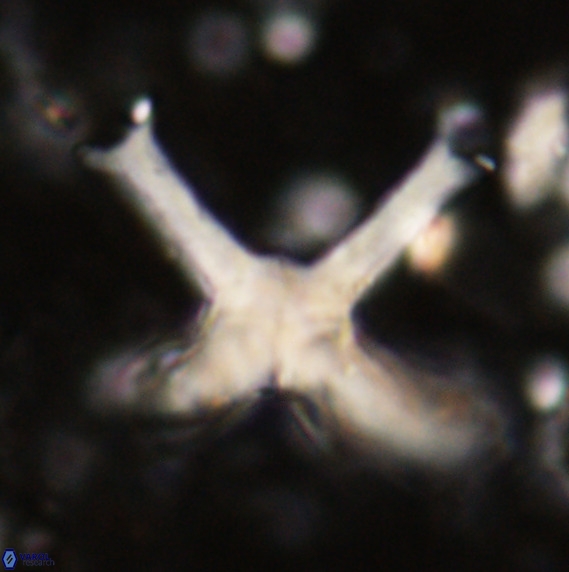 Discoaster eminehinigazeae VR 025672