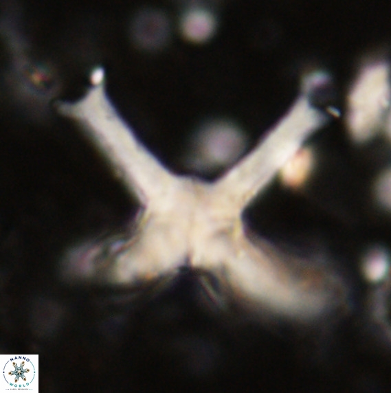 Discoaster eminehinigazeae VR 025672