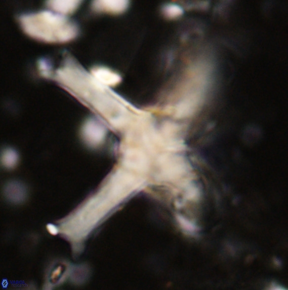 Discoaster eminehinigazeae VR 025673