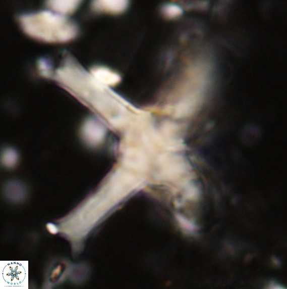 Discoaster eminehinigazeae VR 025673