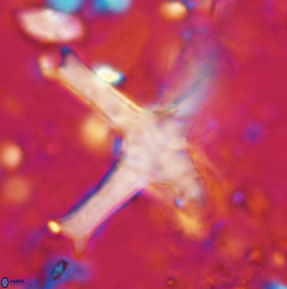 Discoaster eminehinigazeae VR 025674