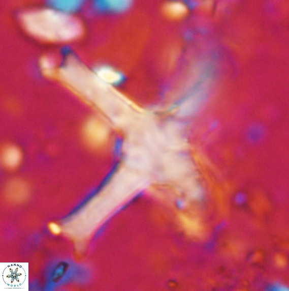 Discoaster eminehinigazeae VR 025674