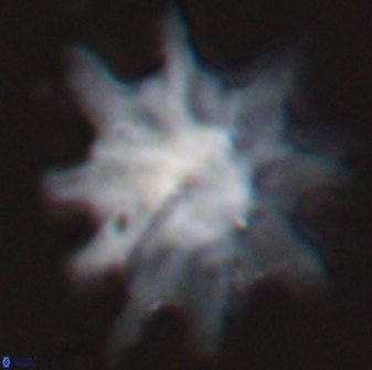 Discoaster falcatus 25136
