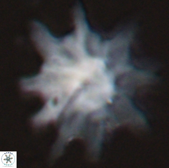 Discoaster falcatus 25136