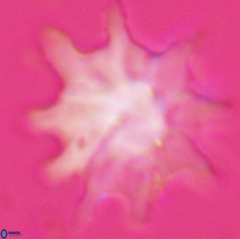 Discoaster falcatus 25137