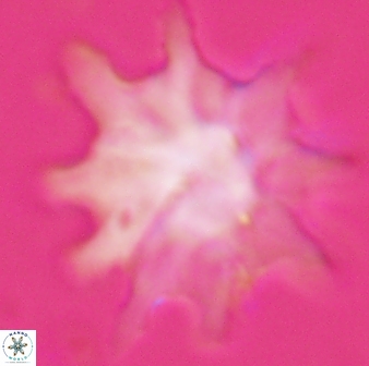 Discoaster falcatus 25137