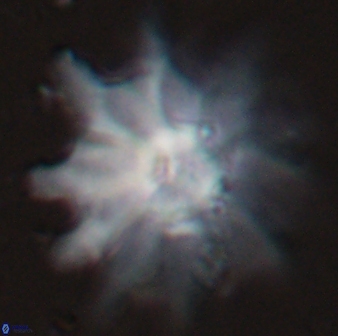 Discoaster falcatus 25139