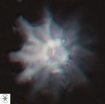 Discoaster falcatus 25139