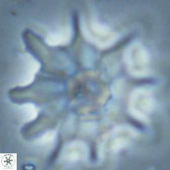 Discoaster falcatus 25146
