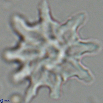 Discoaster falcatus 25141