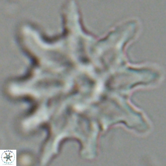 Discoaster falcatus 25141