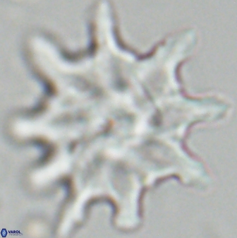 Discoaster falcatus 25142
