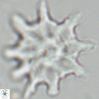 Discoaster falcatus 25142