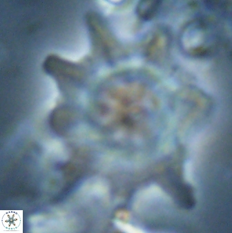 Discoaster falcatus 23319