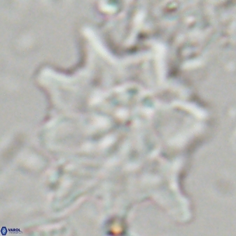 Discoaster falcatus 23324