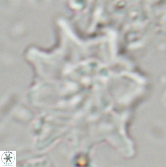 Discoaster falcatus 23324