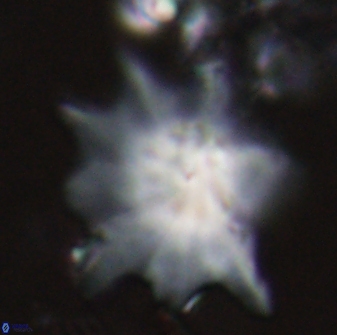 Discoaster falcatus 23325