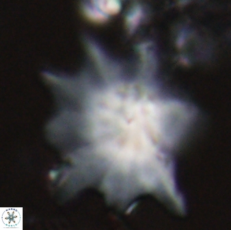 Discoaster falcatus 23325