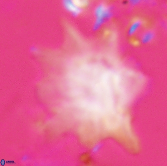 Discoaster falcatus 23327