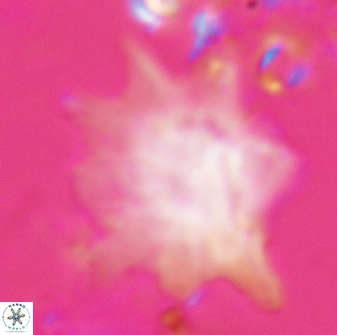 Discoaster falcatus 23327