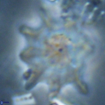 Discoaster falcatus 23321