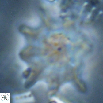 Discoaster falcatus 23321