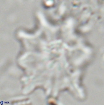 Discoaster falcatus 23322