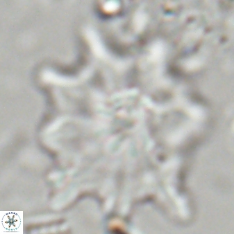 Discoaster falcatus 23322
