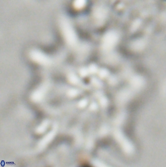 Discoaster falcatus 23323