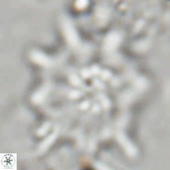 Discoaster falcatus 23323
