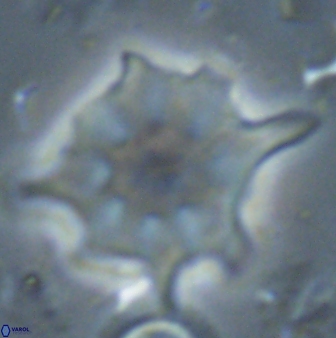 Discoaster falcatus 23398