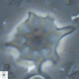 Discoaster falcatus 23398