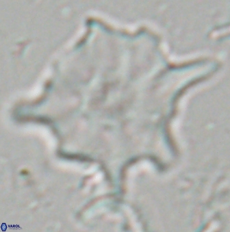 Discoaster falcatus 23399
