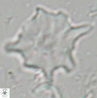 Discoaster falcatus 23399